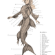 Illustration for article titled Mythological creatures are cooler when theyre anatomically correct